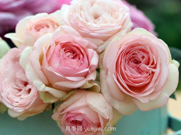 蒙娜丽莎月季,适合两广种植的优秀灌木月季(图1) 蒙娜丽莎月季,适合两广种植的优秀灌木月季(图1)