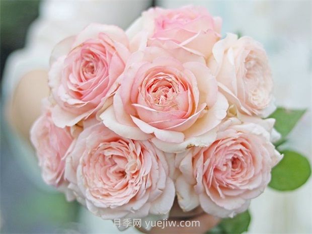 蒙娜丽莎月季,适合两广种植的优秀灌木月季(图2) 蒙娜丽莎月季,适合两广种植的优秀灌木月季(图2)