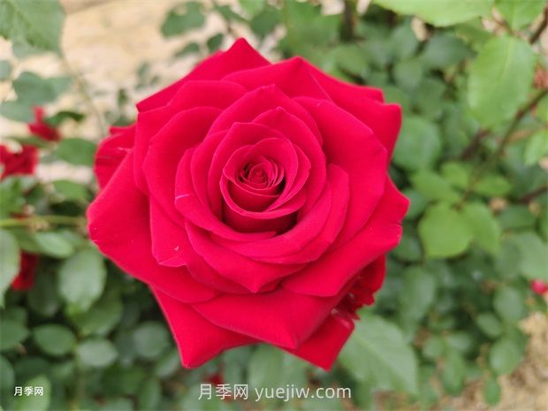 莎萨九零月季的优缺点是什么?(图1) 莎萨九零月季的优缺点是什么?(图1)