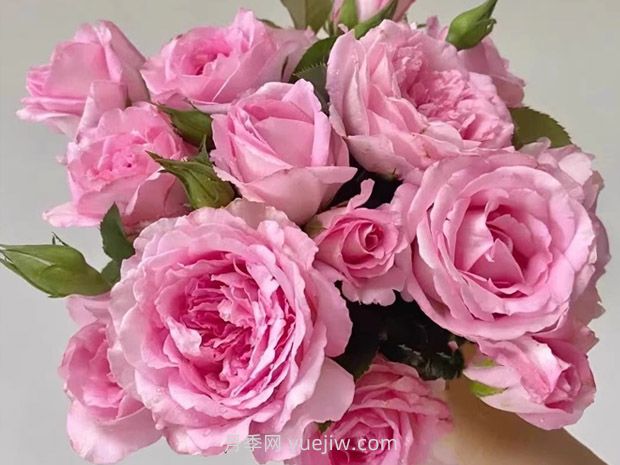 河本绊月季/纽带月季(图2) 河本绊月季/纽带月季(图2)