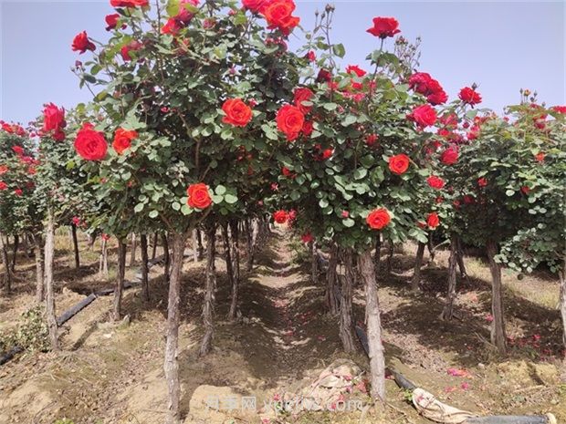 南阳树状月季开花少的原因有哪些？(图1)