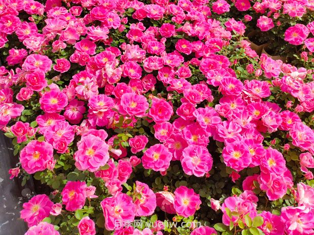 月季的文化世界,园林绿化的多彩花海(图4) 月季的文化世界,园林绿化的多彩花海(图4)