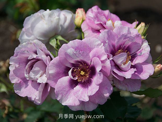 你的眼睛月季的优缺点:什么?(图1) 万众瞩目月季的优缺点是什么?(图1)