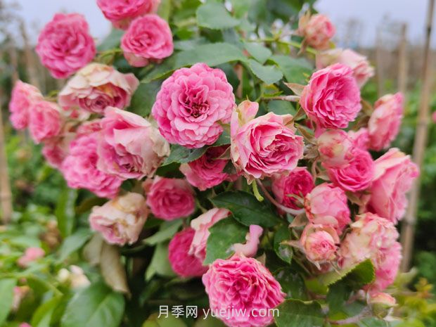 胭脂扣月季花的优缺点是什么？(图1)