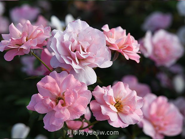 春朝月季的优缺点是什么?(图1) 春朝月季的优缺点是什么?(图1)