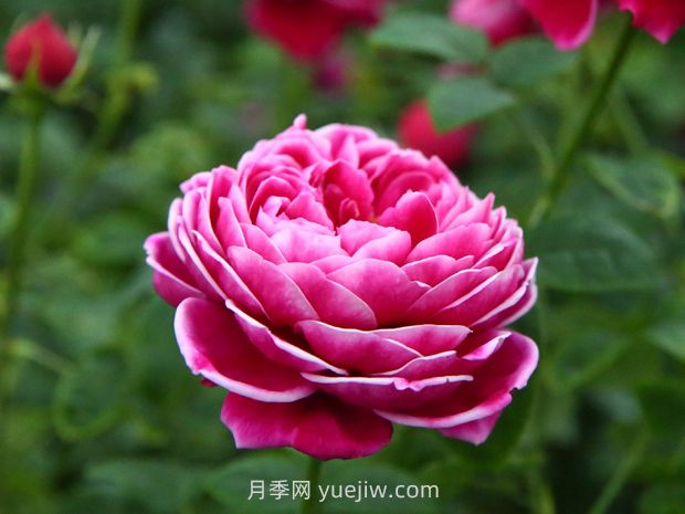 日本玛丽玫瑰月季的优缺点是什么?(图1) 日本玛丽玫瑰月季的优缺点是什么?(图1)