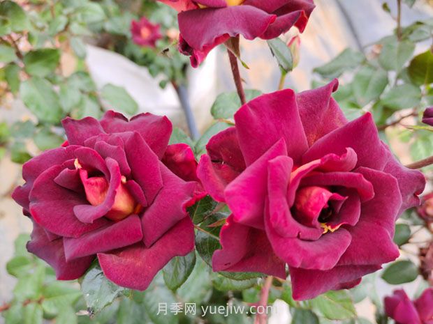 骇客月季的优缺点是什么?(图1) 骇客月季的优缺点是什么?(图1)