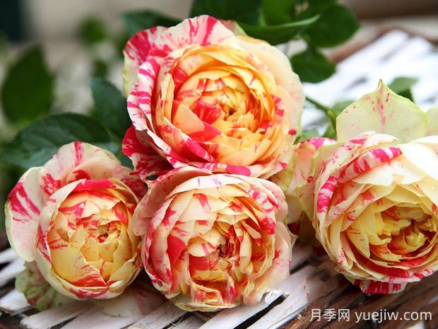 狂欢派对月季的优缺点:什么?(图2) 狂欢派对月季的优缺点是什么?(图1)