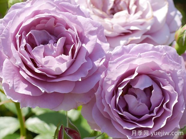 诺瓦利斯月季的优缺点是什么?(图1) 诺瓦利斯月季的优缺点是什么?(图1)