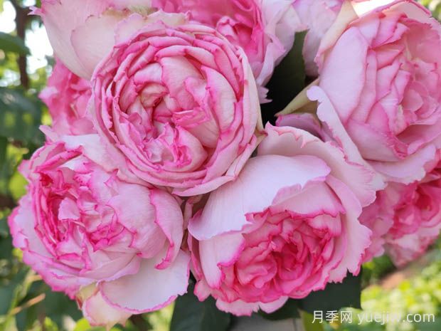 伊芙繁华都市月季的优缺点是什么？(图1)