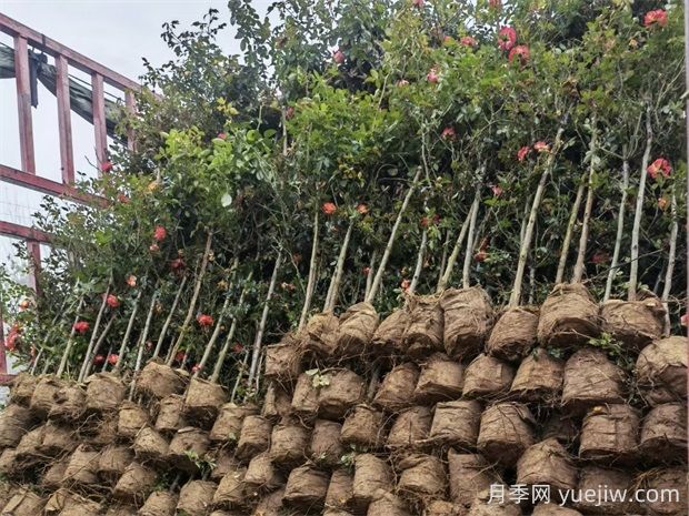 棒棒糖月季养殖要注意些什么?棒棒糖月季优缺点是什么?(图3) 棒棒糖月季养殖要注意些什么?棒棒糖月季优缺点是什么?(图3)