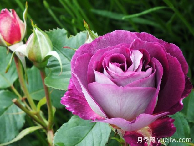 合唱团月季的优缺点是什么?(图1) 合唱团月季的优缺点是什么?(图1)