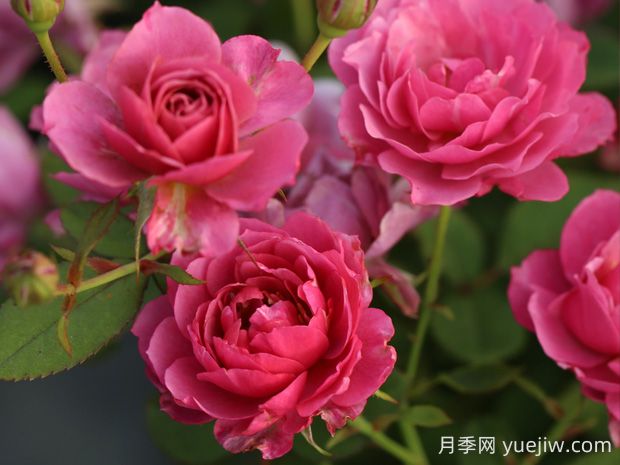 葵月季的优缺点是什么?(图1) 葵月季的优缺点是什么?(图1)