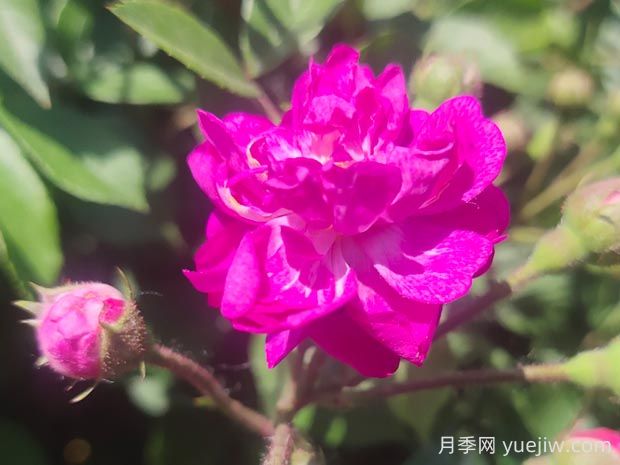 葡萄园之歌月季的优缺点是什么?(图1) 葡萄园之歌月季的优缺点是什么?(图1)