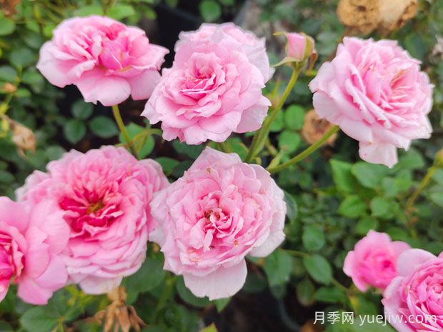 铃之妖精月季的优缺点是什么?(图1) 铃之妖精月季的优缺点是什么?(图1)