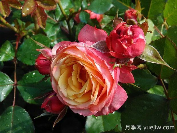 浪漫比克月季的优缺点是什么?(图1) 浪漫比克月季的优缺点是什么?(图1)