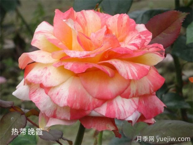 热带晚霞月季的优缺点是什么?(图1) 热带晚霞月季的优缺点是什么?(图1)