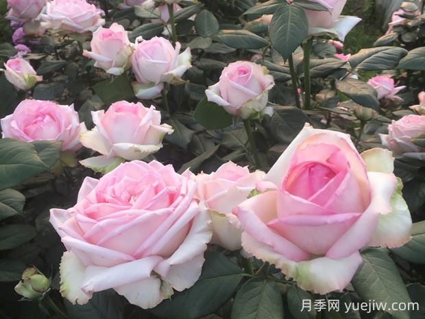 乐天派月季优缺点有哪些?(图1) 乐天派月季优缺点有哪些?(图1)