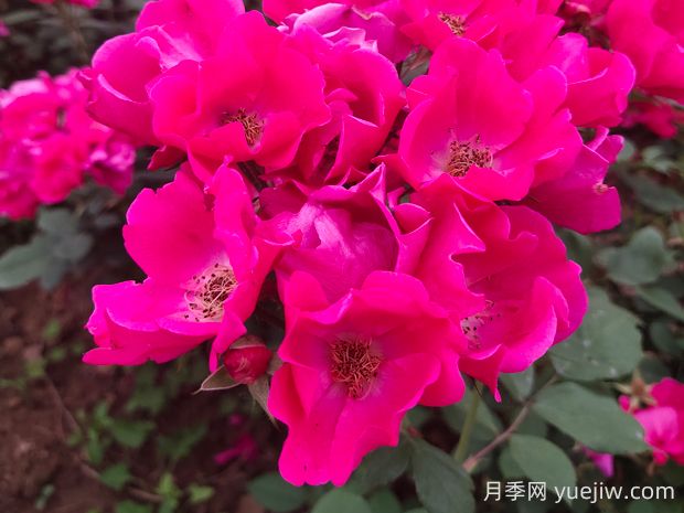 小桃红月季的优缺点是什么?(图1) 小桃红月季的优缺点是什么?(图1)