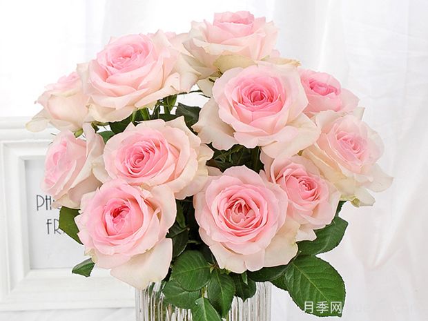 桃红雪山月季优缺点(图1) 桃红雪山月季优缺点(图1)