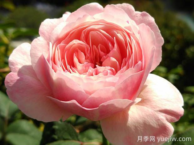 环月季的优缺点是什么？(图1)