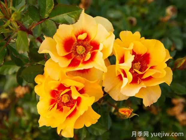 霞舞月季的优缺点是什么?(图1) 霞舞月季的优缺点是什么?(图1)