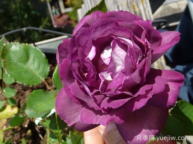 哈德斯菲尔德合唱团月季的优缺点是什么?(图1) 哈德斯菲尔德合唱团月季的优缺点是什么?(图1)