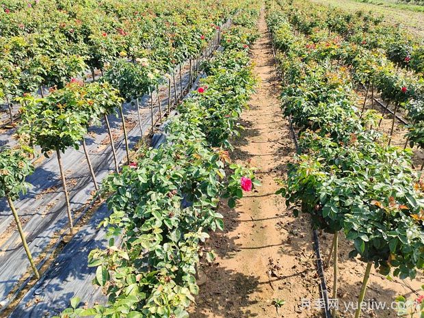 小青杆月季的优缺点是什么？(图2)