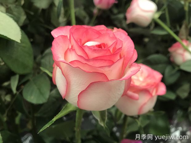 朱米莉亚月季的优缺点是什么?(图1) 朱米莉亚月季的优缺点是什么?(图1)