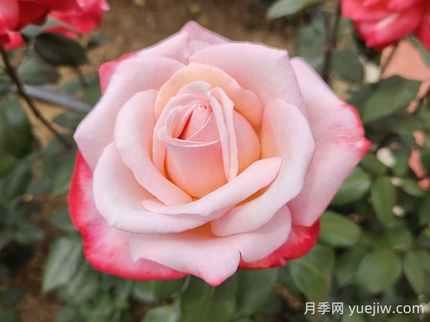 丹顶月季的优缺点是什么?(图1) 丹顶月季的优缺点是什么?(图1)