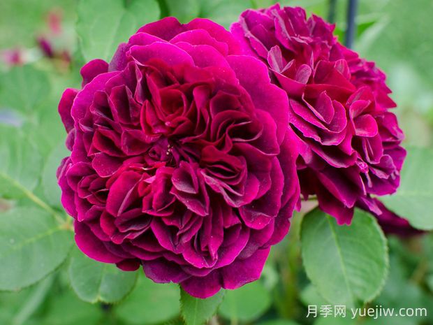 曼斯特伍德月季的优缺点是什么？(图1)