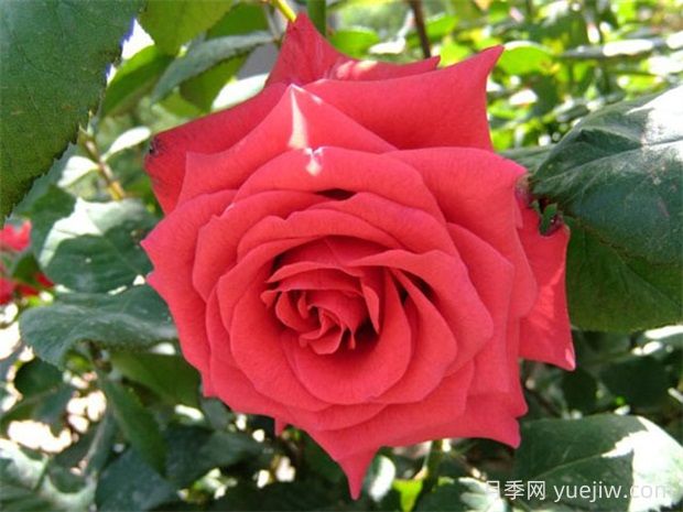 红衣主教月季的优缺点是什么？(图1)