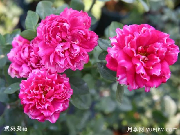 紫雾凝霜月季的优缺点:什么?(图1) 紫雾凝霜月季的优缺点是什么?(图1)