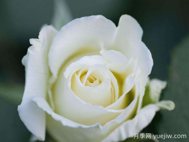 第一白月季(图1)