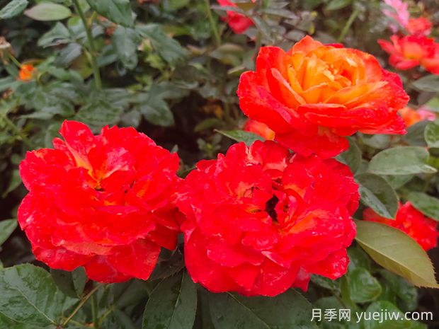 却可克月季的优缺点是什么?(图1) 却可克月季的优缺点是什么?(图1)