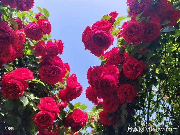 佛罗伦蒂娜月季的优缺点:什么?(图1) 佛罗伦蒂娜月季的优缺点是什么?(图1)