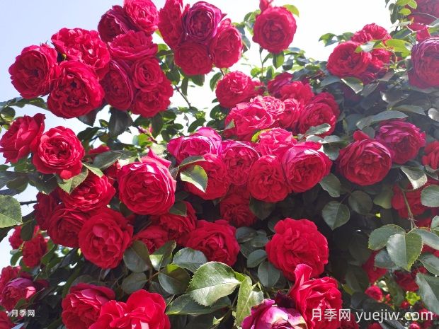 佛罗伦蒂娜月季的优缺点:什么?(图2) 佛罗伦蒂娜月季的优缺点是什么?(图2)