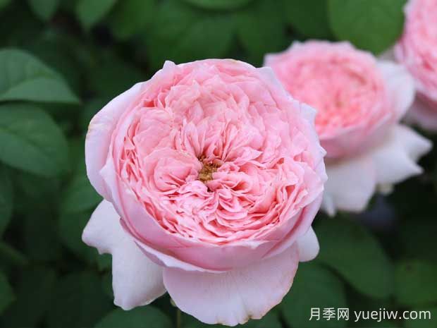 微醺月季的优缺点是什么?(图1) 微醺月季的优缺点是什么?(图1)