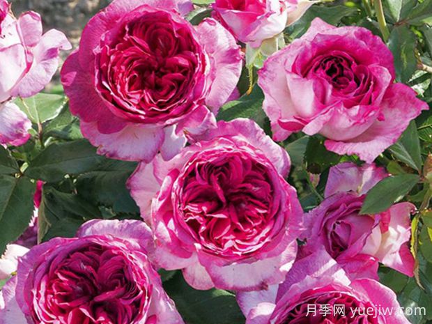 蓝莓蛋糕月季的优缺点是什么?(图1) 蓝莓蛋糕月季的优缺点是什么?(图1)