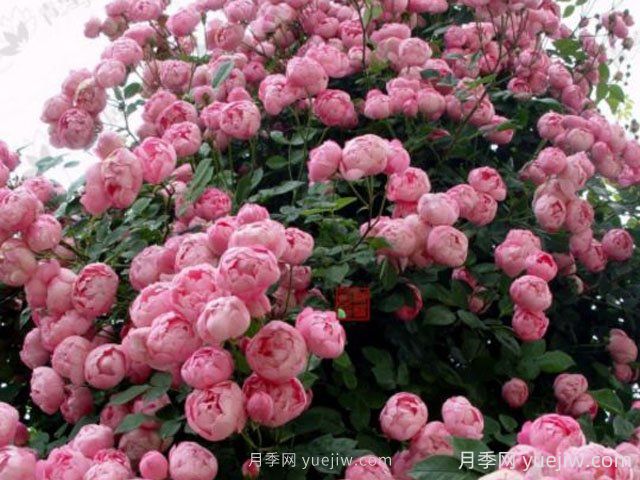 强盗骑士月季的优缺点是什么?(图1) 强盗骑士月季的优缺点是什么?(图1)