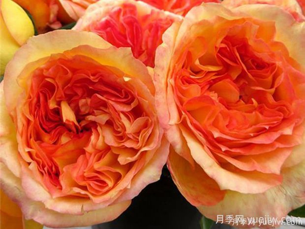 亨利戴尔巴德月季的优缺点是什么?(图1) 亨利戴尔巴德月季的优缺点是什么?(图1)