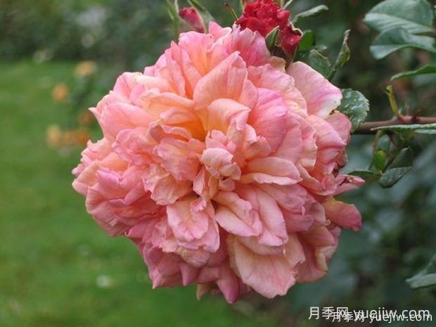 阿罗哈月季的优缺点是什么?(图1) 阿罗哈月季的优缺点是什么?(图1)