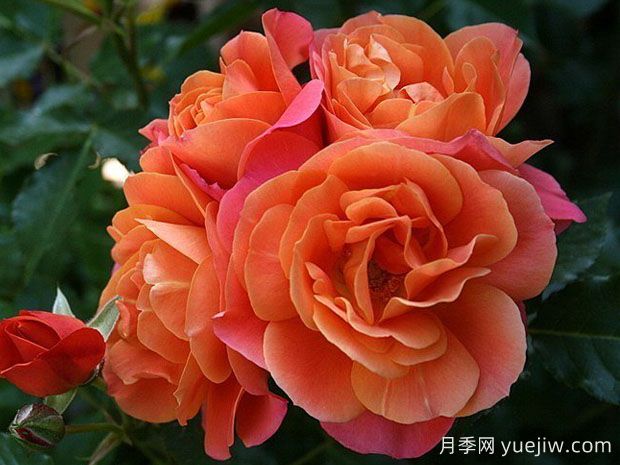 迪士尼乐园月季(图1)