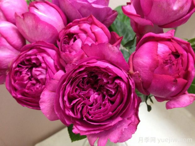 伊芙热情月季/伊芙热恋(图1)