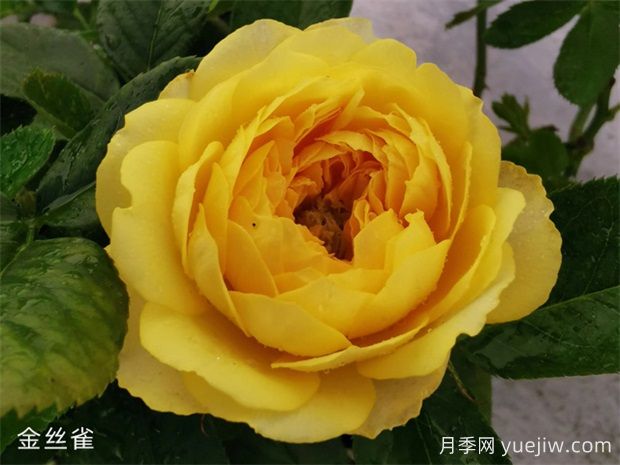 推荐6个值得入手的浓香大花月季品种(图4) 推荐6个值得入手的浓香大花月季品种(图4)