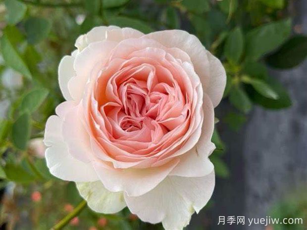 圣洁月季/妖娆(图1) 圣洁月季/妖娆(图1)