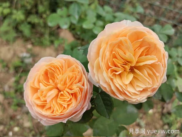 推荐10种杏色系月季品种,朵朵命中你(图1) 推荐10种杏色系月季品种,朵朵命中你(图1)