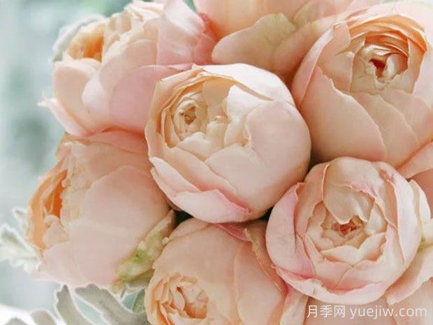 杏色粉底月季(图1) 杏色粉底月季(图1)