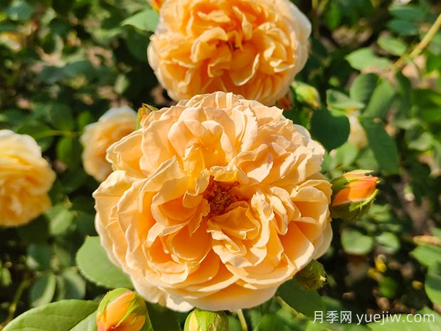 推荐10种杏色系月季品种,朵朵命中你(图4) 推荐10种杏色系月季品种,朵朵命中你(图4)