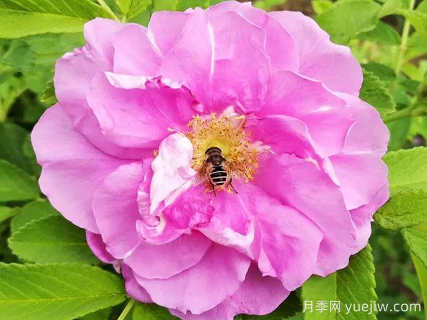 冷香玫瑰月季(图1) 冷香玫瑰月季(图1)